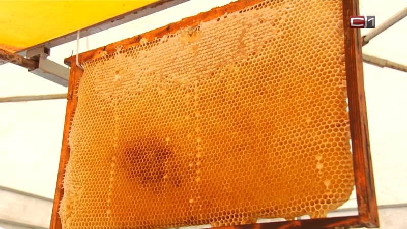 Ароматный мед на любой вкус — на выставке-продаже в Сургуте