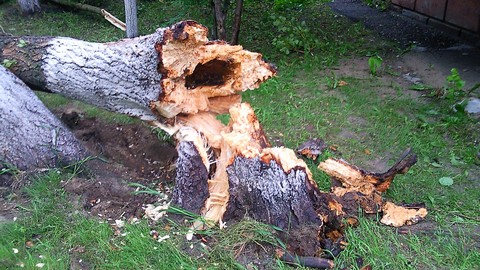 Ураган в Сургуте повалил 70-летнее дерево