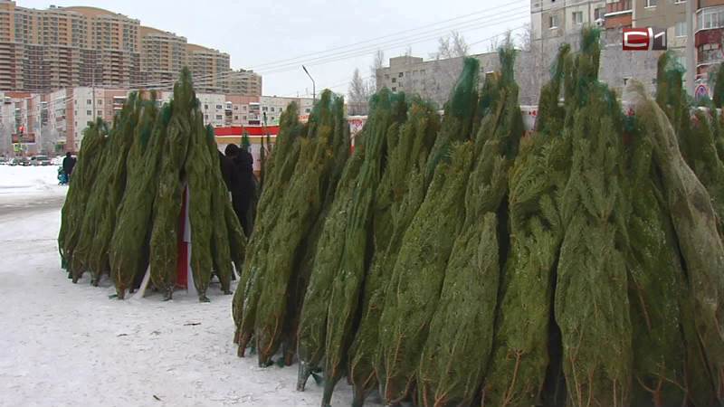 Новости Сургута от 16.12.19