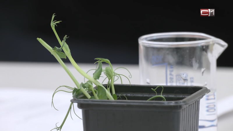 Тип-Топ Новости от 04.11.25