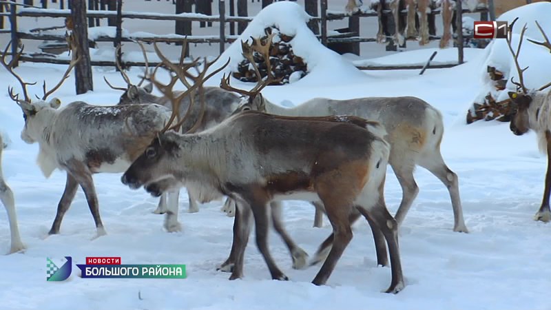 Новости большого района от 18.12.25