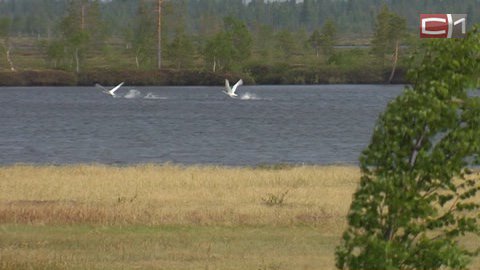 Новости Сургута от 17.06.16