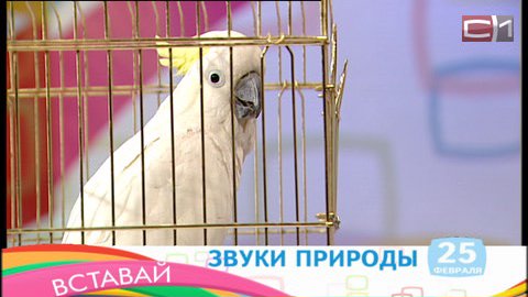 «Кеша хор-р-роший». Как научить попугая разговаривать и стоит ли это делать?