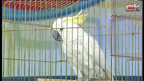 Гоша хор-р-роший. Как научить попугая говорить и — главное — вовремя замолчать?